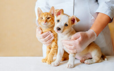 The Best Pet Insurance Companies of April 2024
